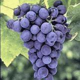 grapes