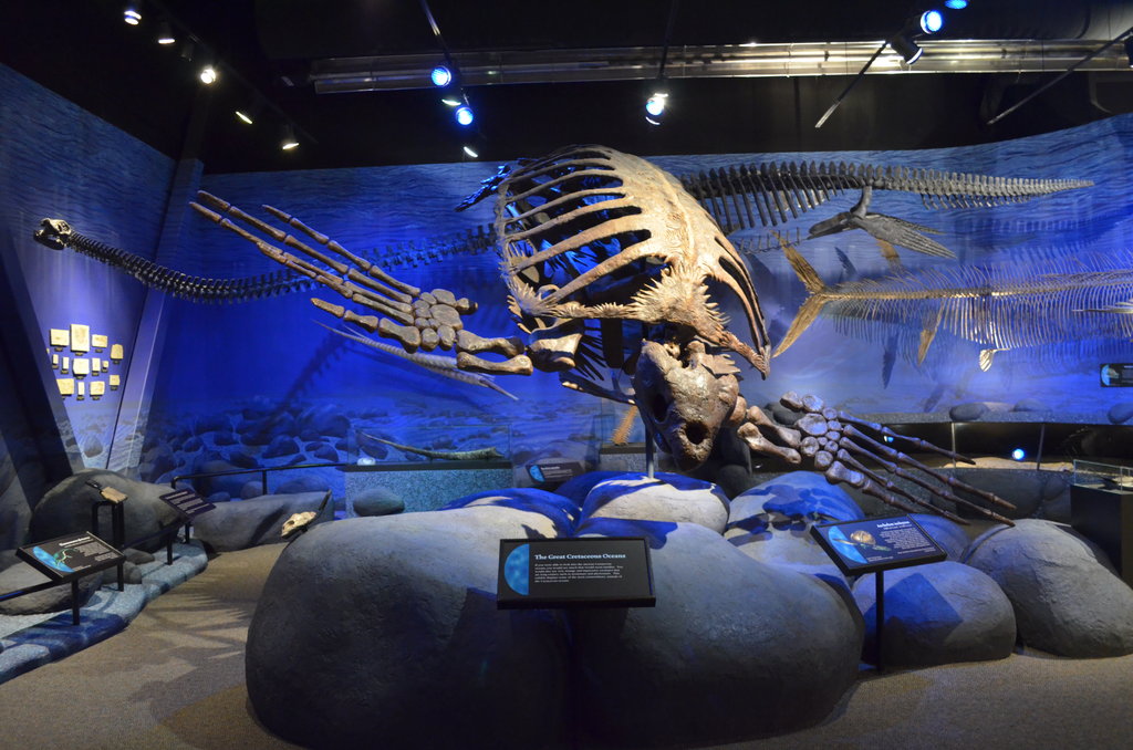 archelon