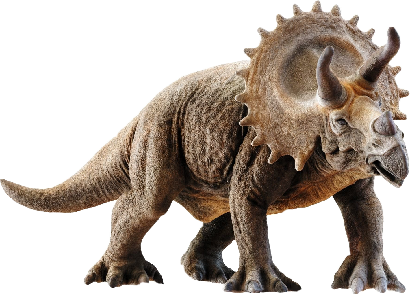 Triceratops Transparent