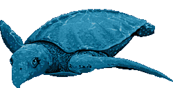 Archelon gif