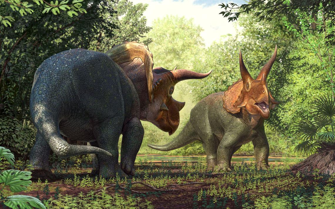 Two Triceratops